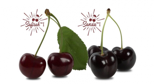 Exciting and new Okanagan-developed cherries make their world debut